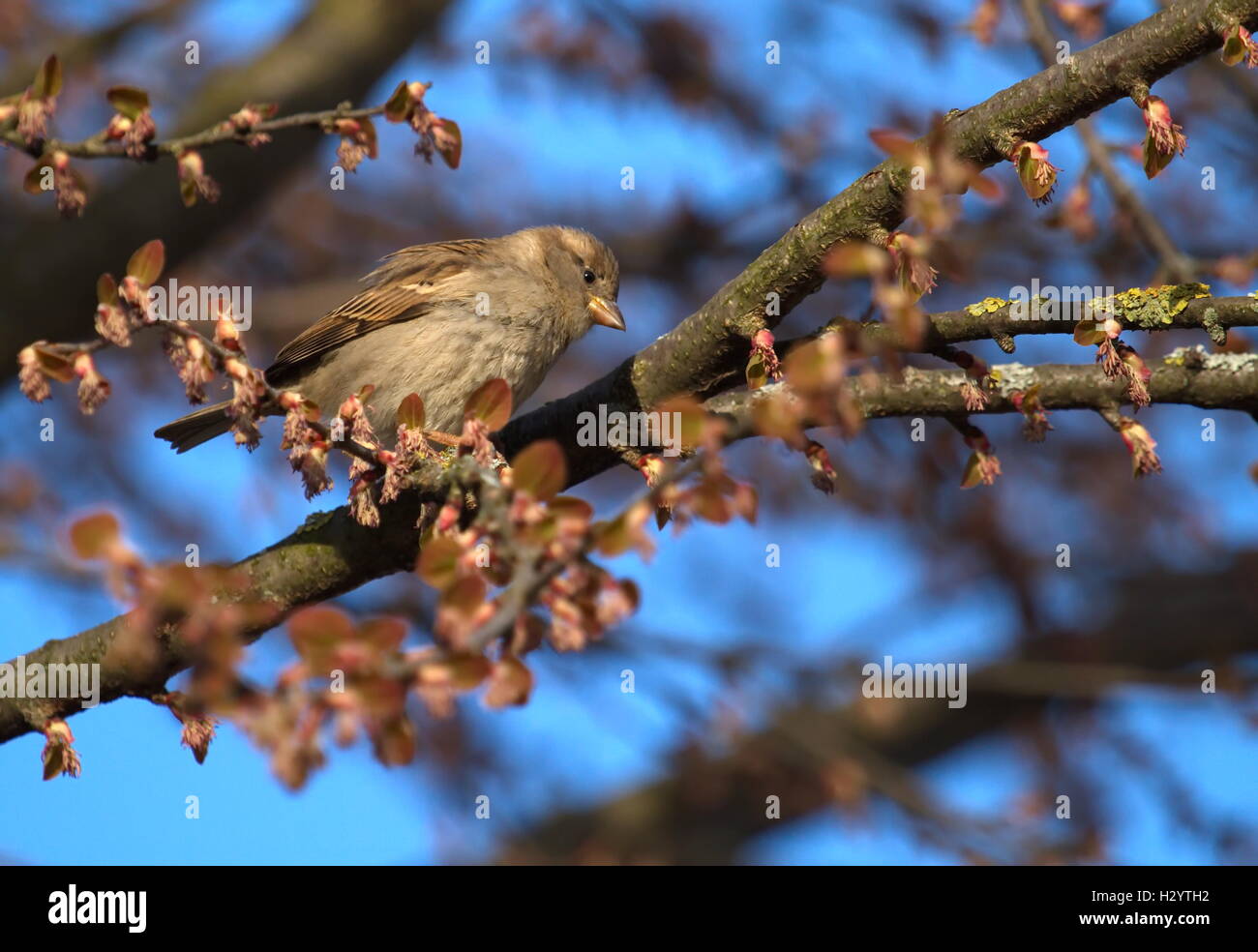 Female sparrow Stock Photo