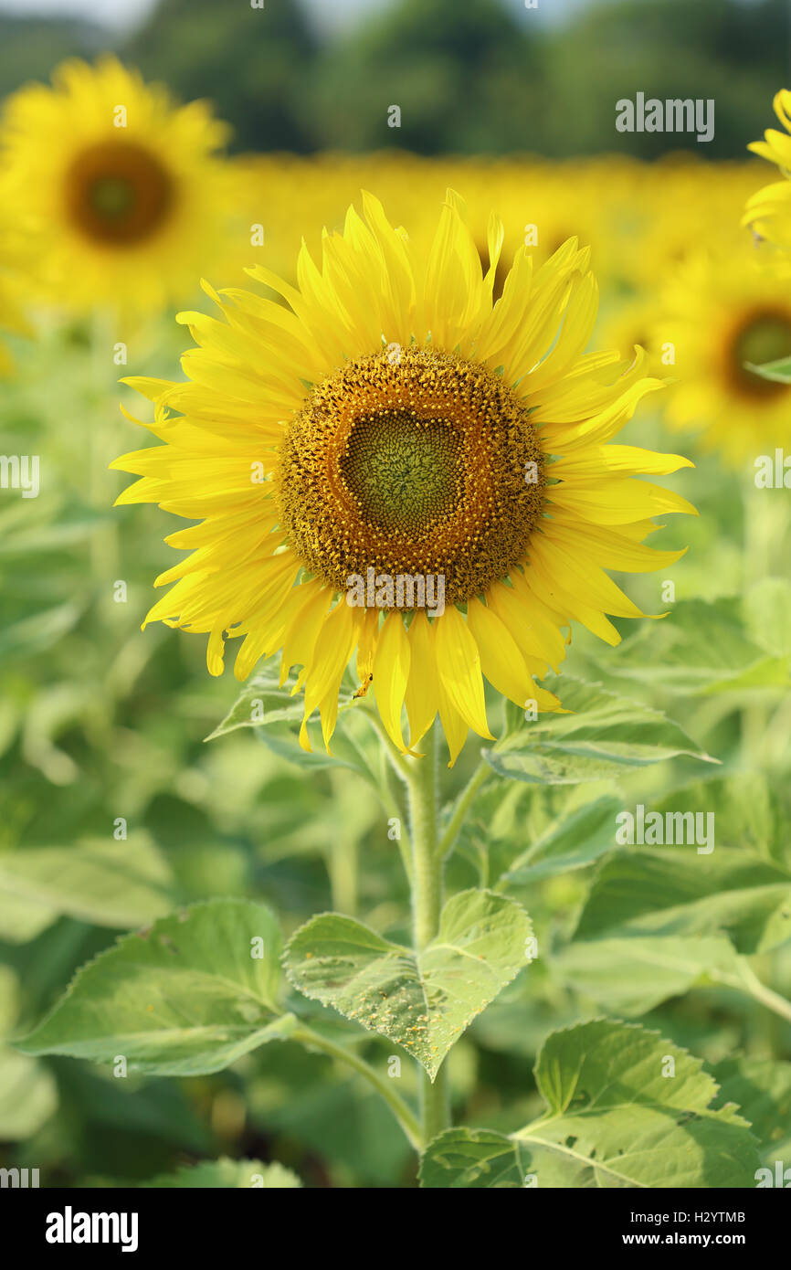 sunflower in the field Stock Photo - Alamy