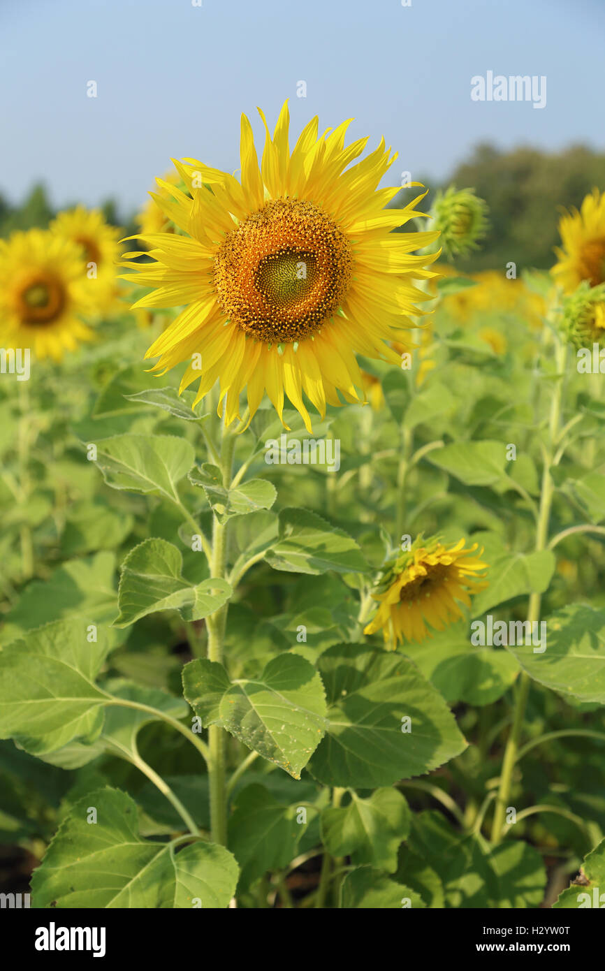 sunflower in the field Stock Photo - Alamy