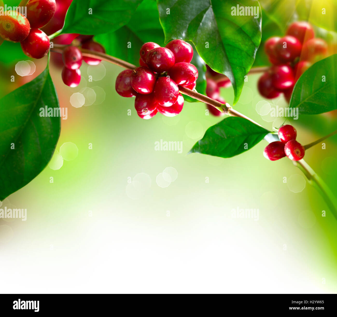 Coffee Plant. Branch of a Coffee Tree with Ripe Beans Stock Photo