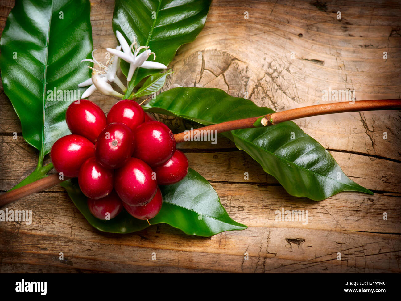 Coffee Plant. Red coffee beans on a branch of coffee tree Stock Photo