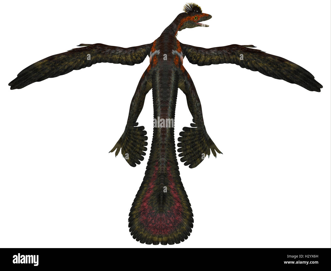 Microraptor Profile on White Stock Photo