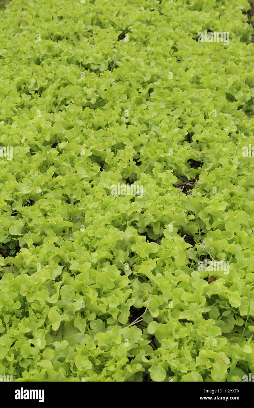 lettuce plant in field Stock Photo Alamy