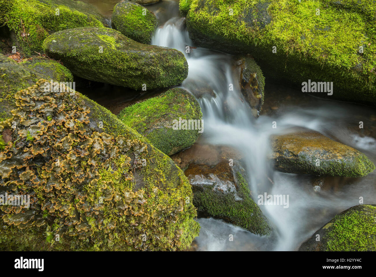 Tiny stream and falls, surrounded by mossy boulders, Great Smoky Mountains National Park, Tennessee, USA Stock Photo