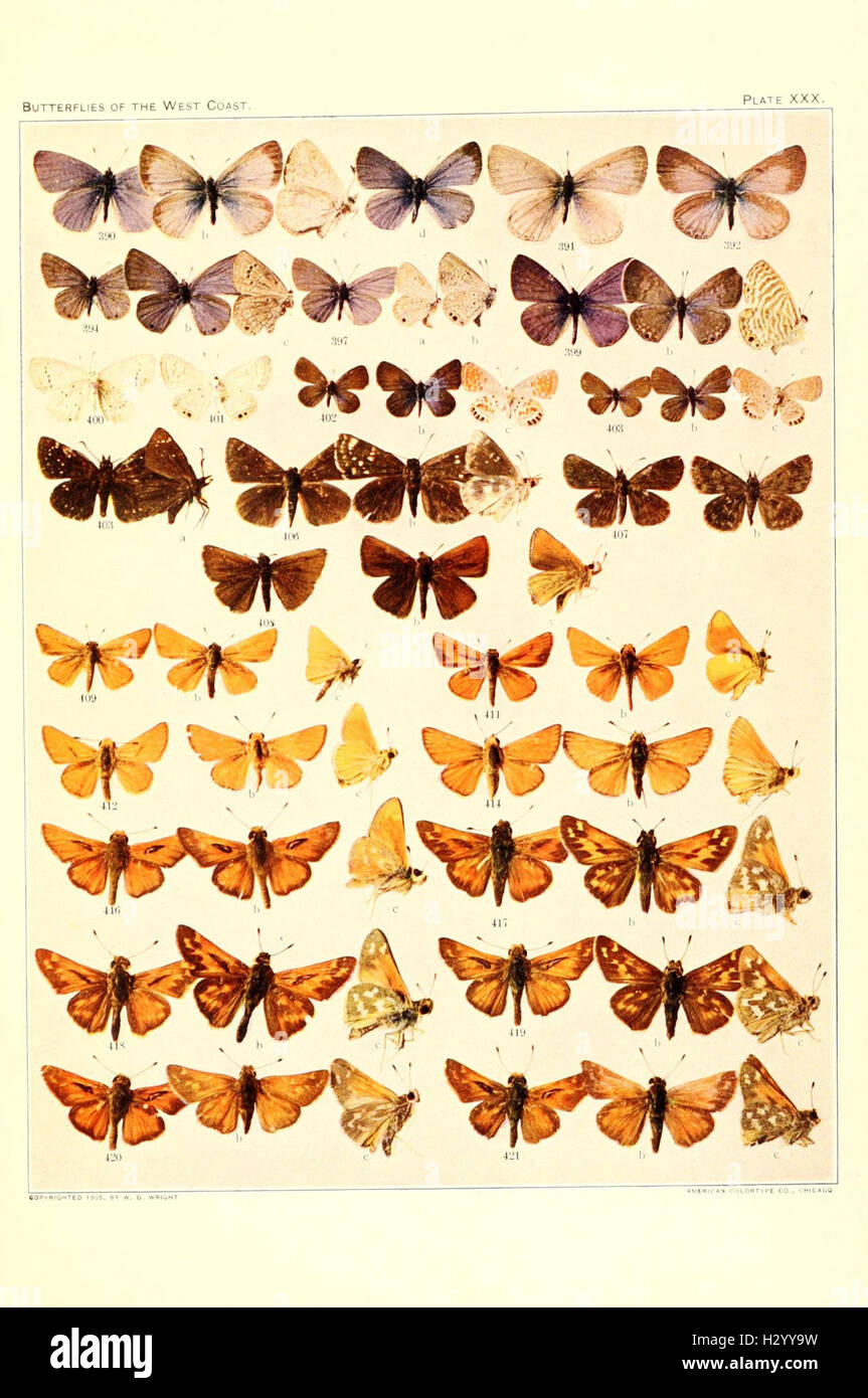 The butterflies of the West Coast of the United States (Plate XXX) BHL96  Stock Photo - Alamy