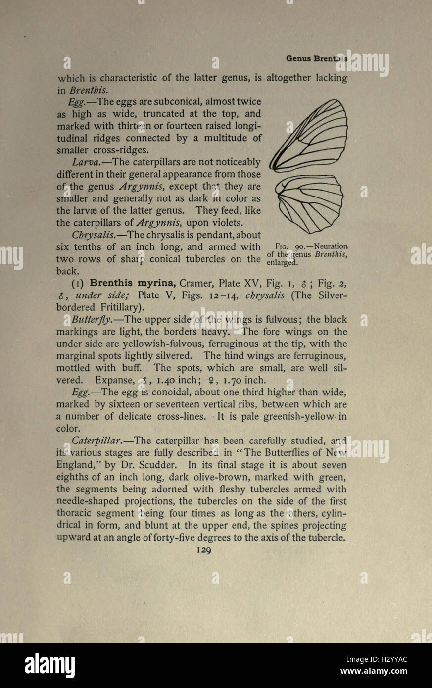 The butterfly book (Page 129) BHL216 Stock Photo
