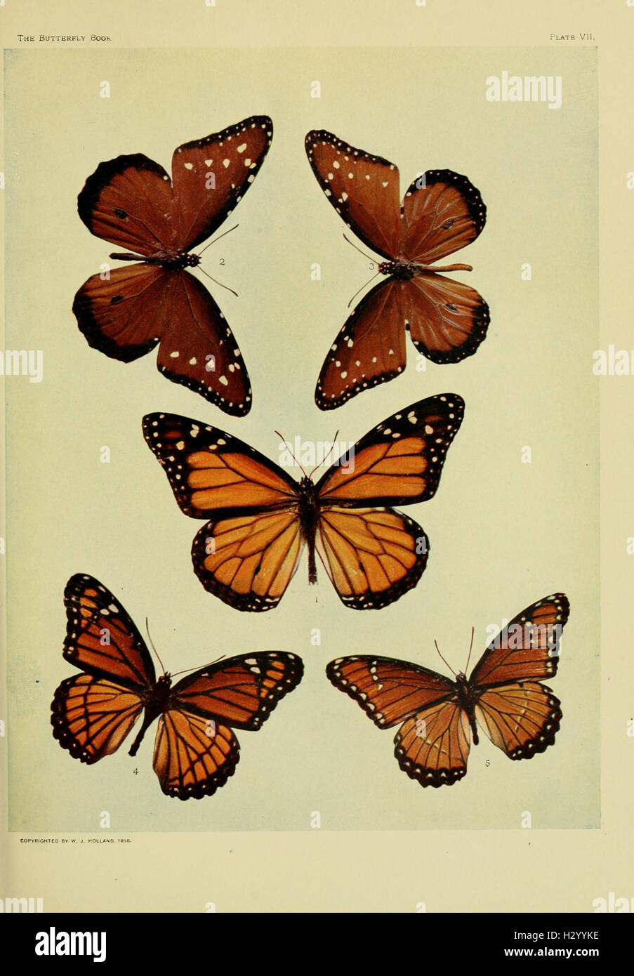 The butterfly book BHL100 Stock Photo Alamy