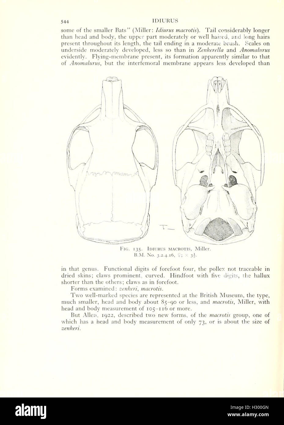 An overview of living rodents, detailing their families and genera ...