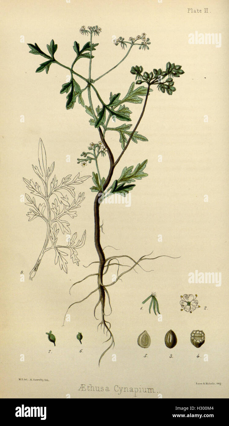 The Flora Homoeopathica presents a detailed catalog of plants used in