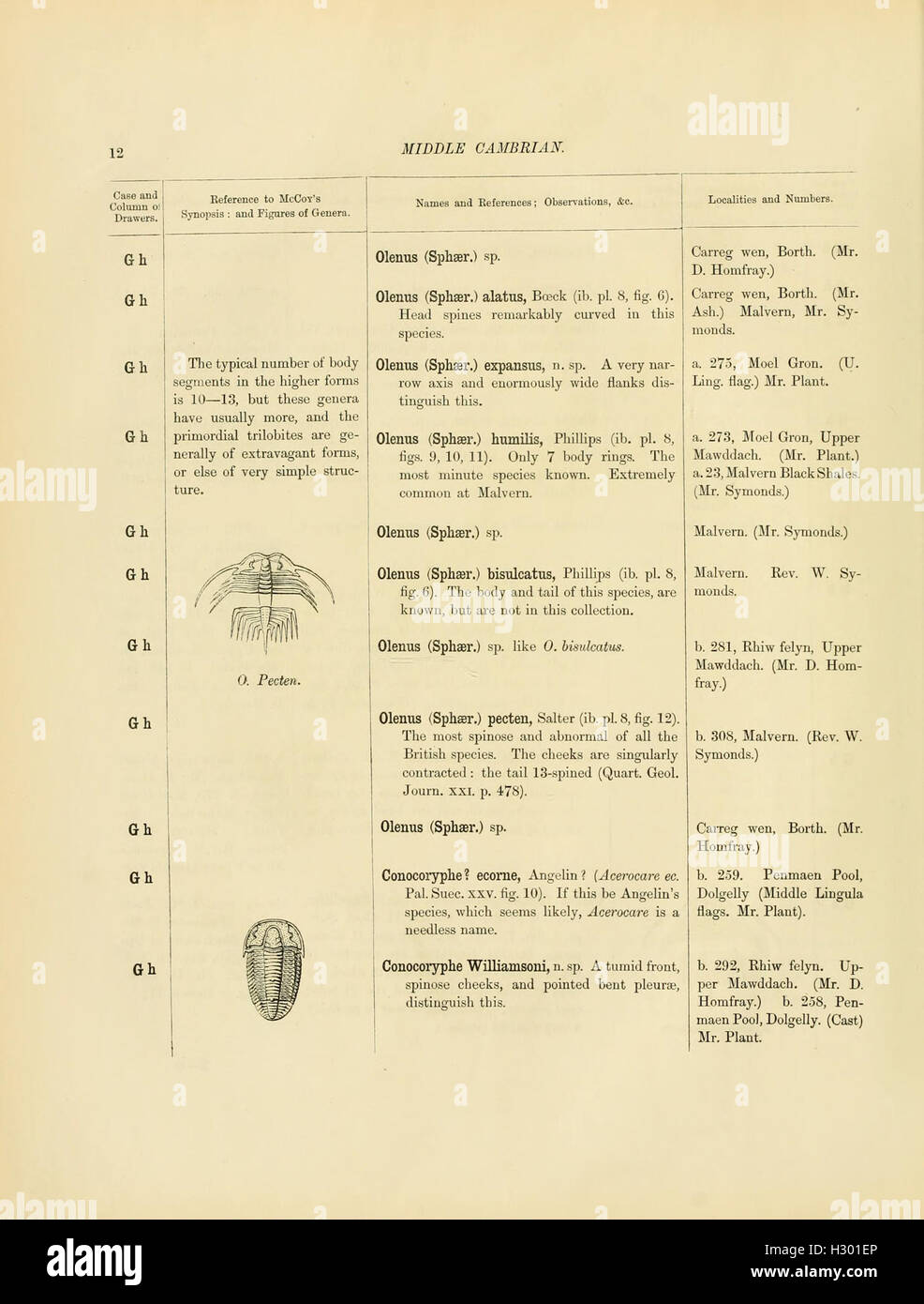 This catalog presents a collection of Cambrian and Silurian fossils