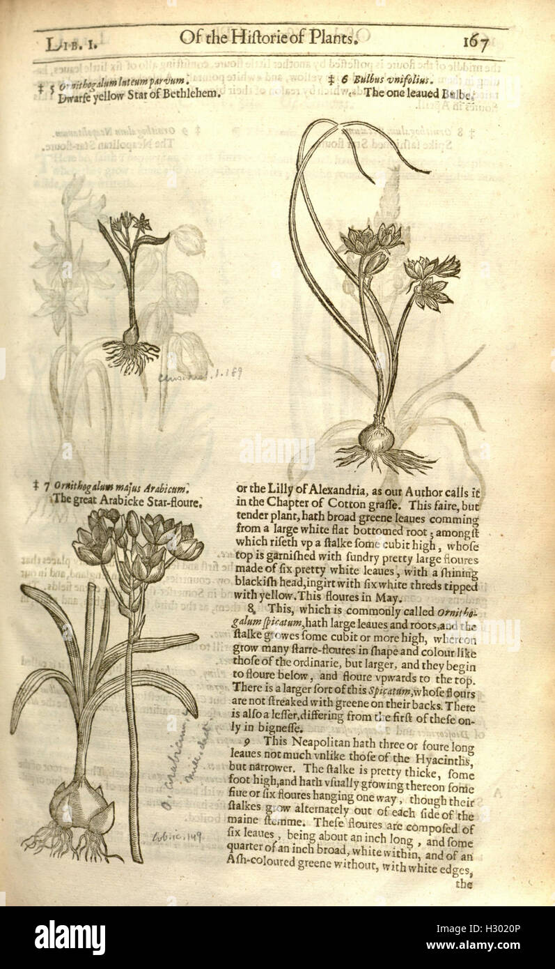 Botanically A classic botanical work documenting various plants, their ...