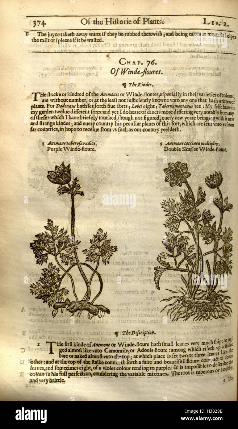 An early botanical reference work documenting the plant species known ...