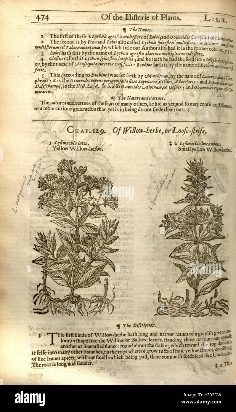 The herball, or, Generall historie of plantes (Page 474) BHL84 Stock Photo
