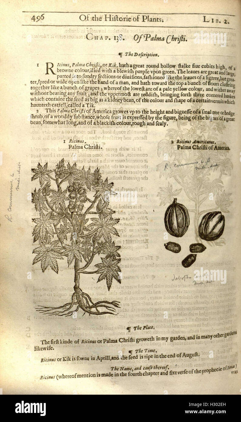 The herball, or, Generall historie of plantes (Page 496) BHL84 Stock Photo