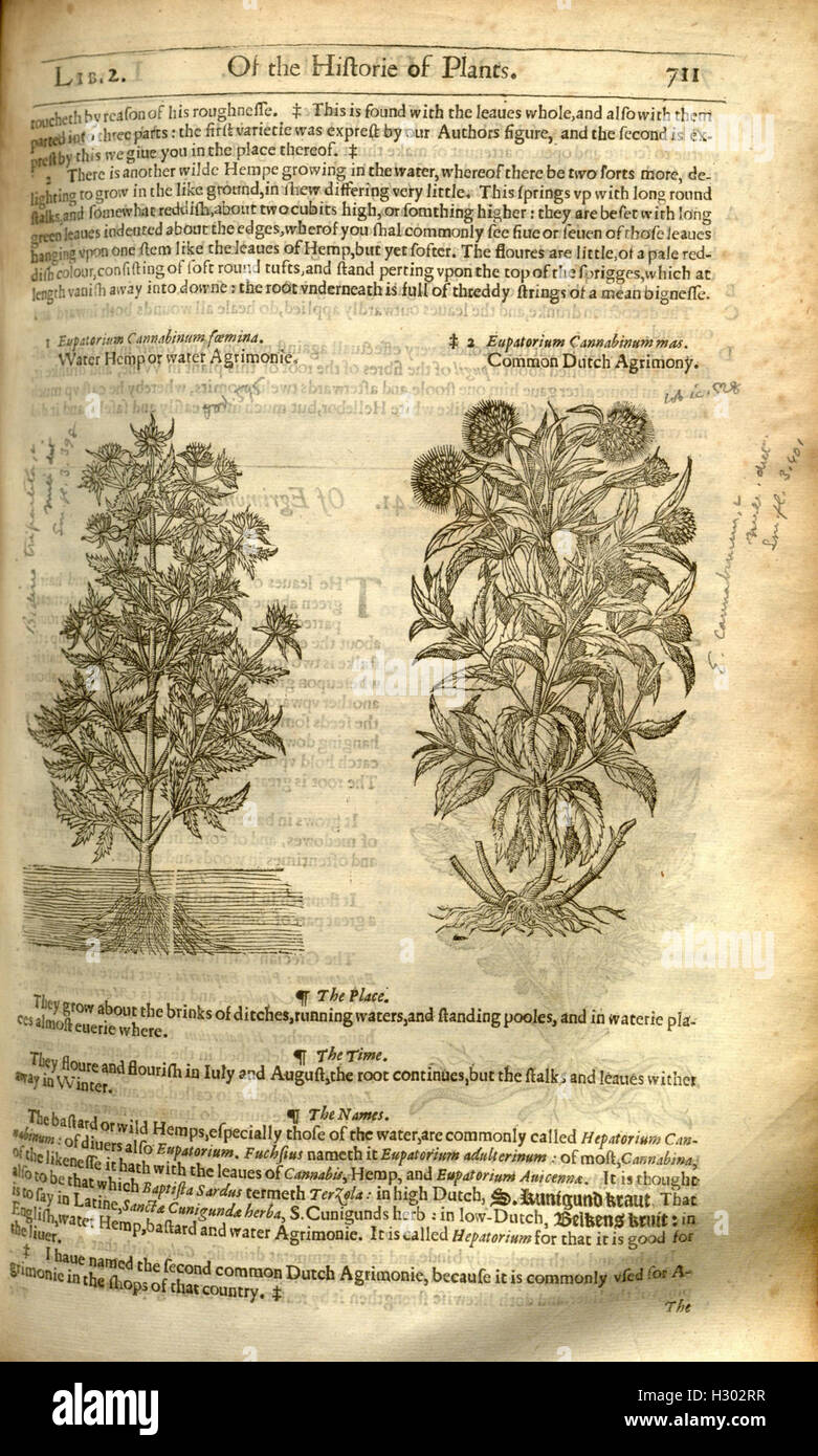 Botanically A comprehensive botanical work detailing a wide variety of plants ...