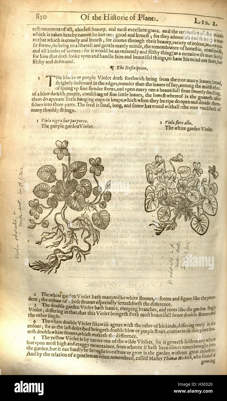 The herball, or, Generall historie of plantes (Page 850) BHL84 Stock Photo