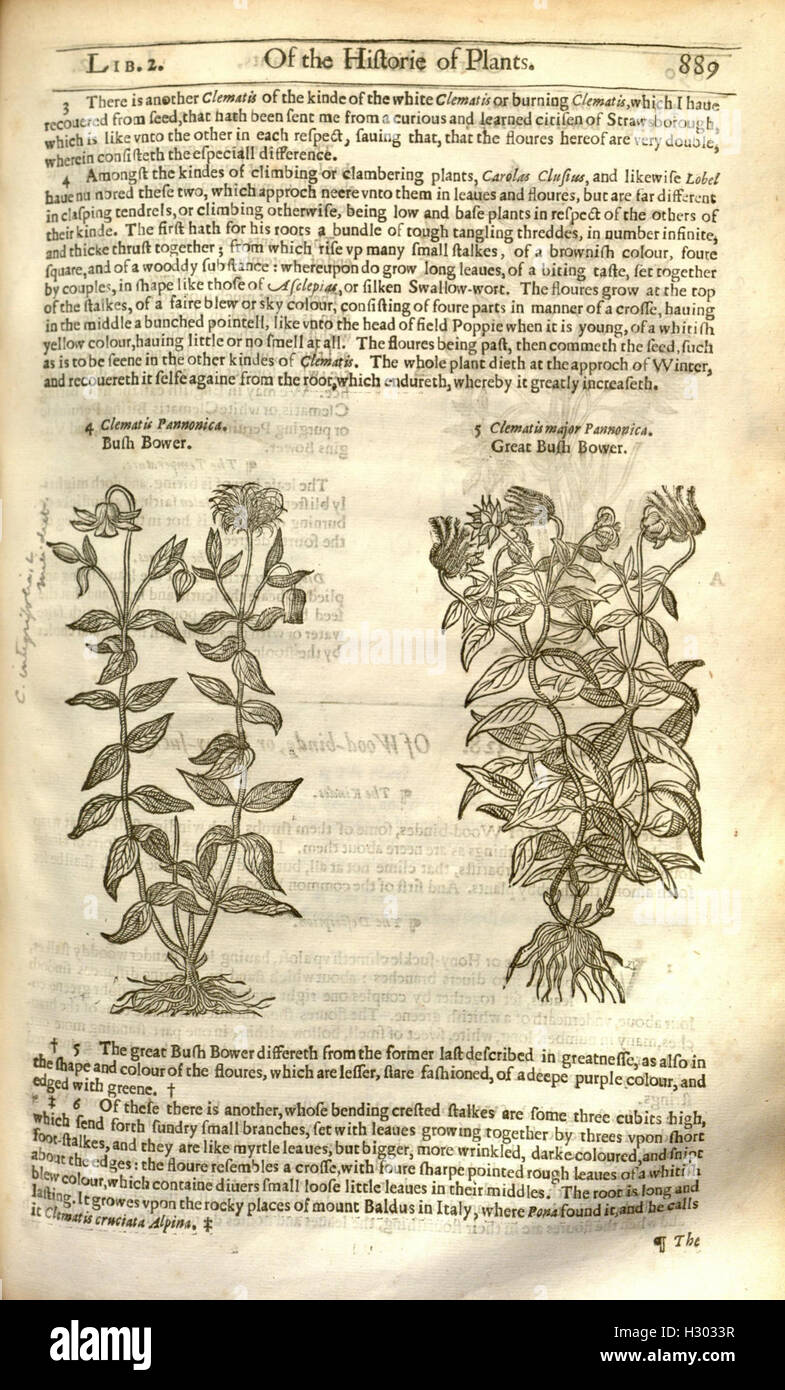 The herball, or, Generall historie of plantes (Page 889) BHL84 Stock Photo