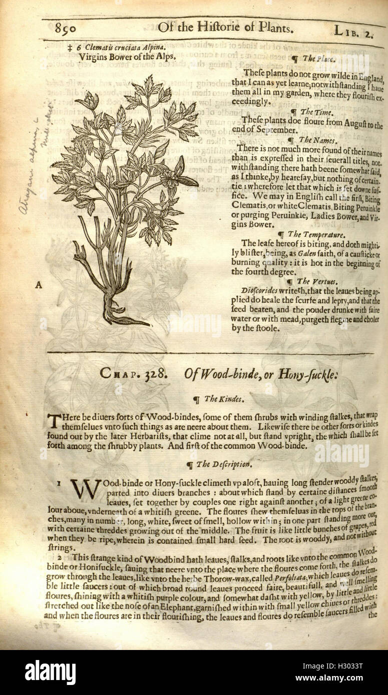 The herball, or, Generall historie of plantes (Page 890) BHL84 Stock Photo