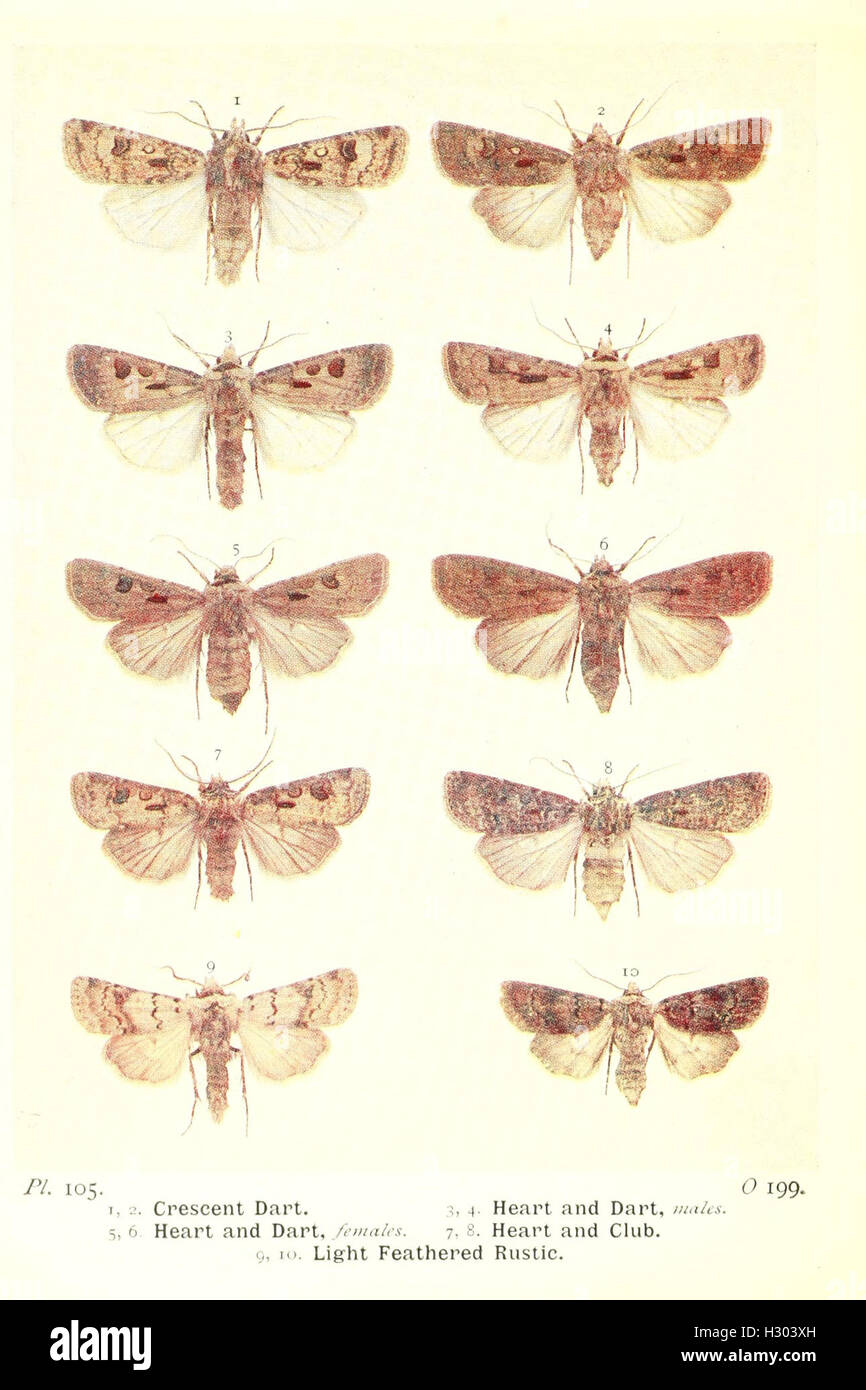 The moths of the British Isles BHL99 Stock Photo - Alamy
