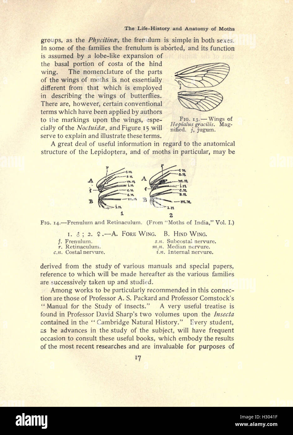 A detailed guide to moth species, focusing on their identification and ...