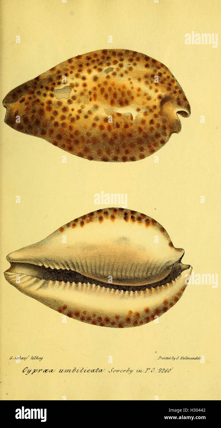 A catalogue of the shells contained in the collection of the late Earl of Tankerville (Plate- Cypraea umbilicata) BHL274 Stock Photo