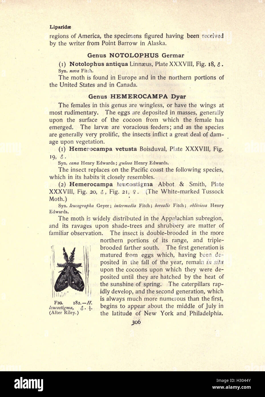 This entry presents a detailed description of moth species with a focus ...