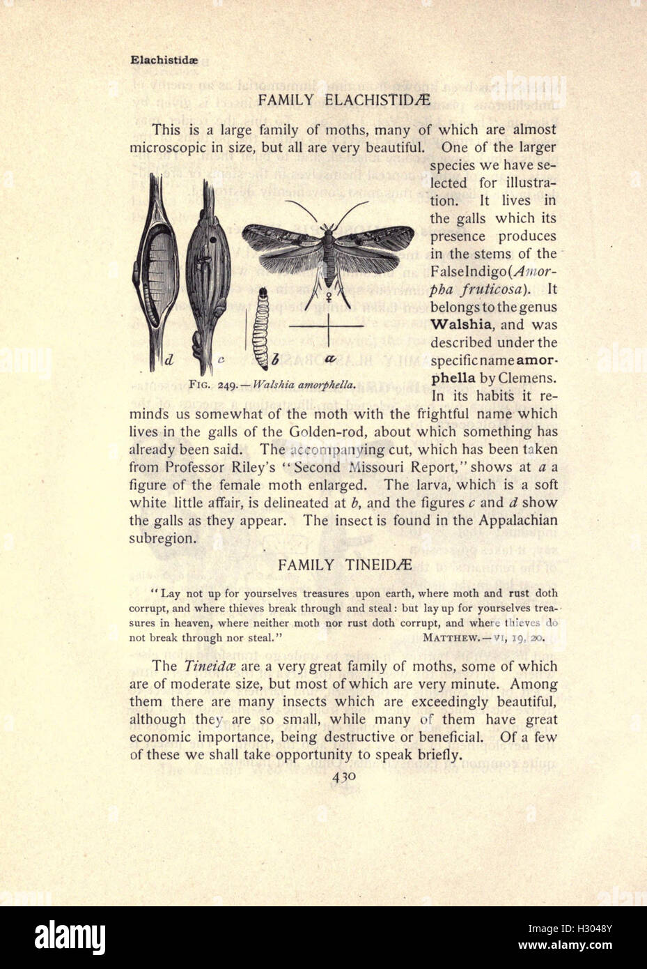 A guide to moth species, including detailed illustrations and ...