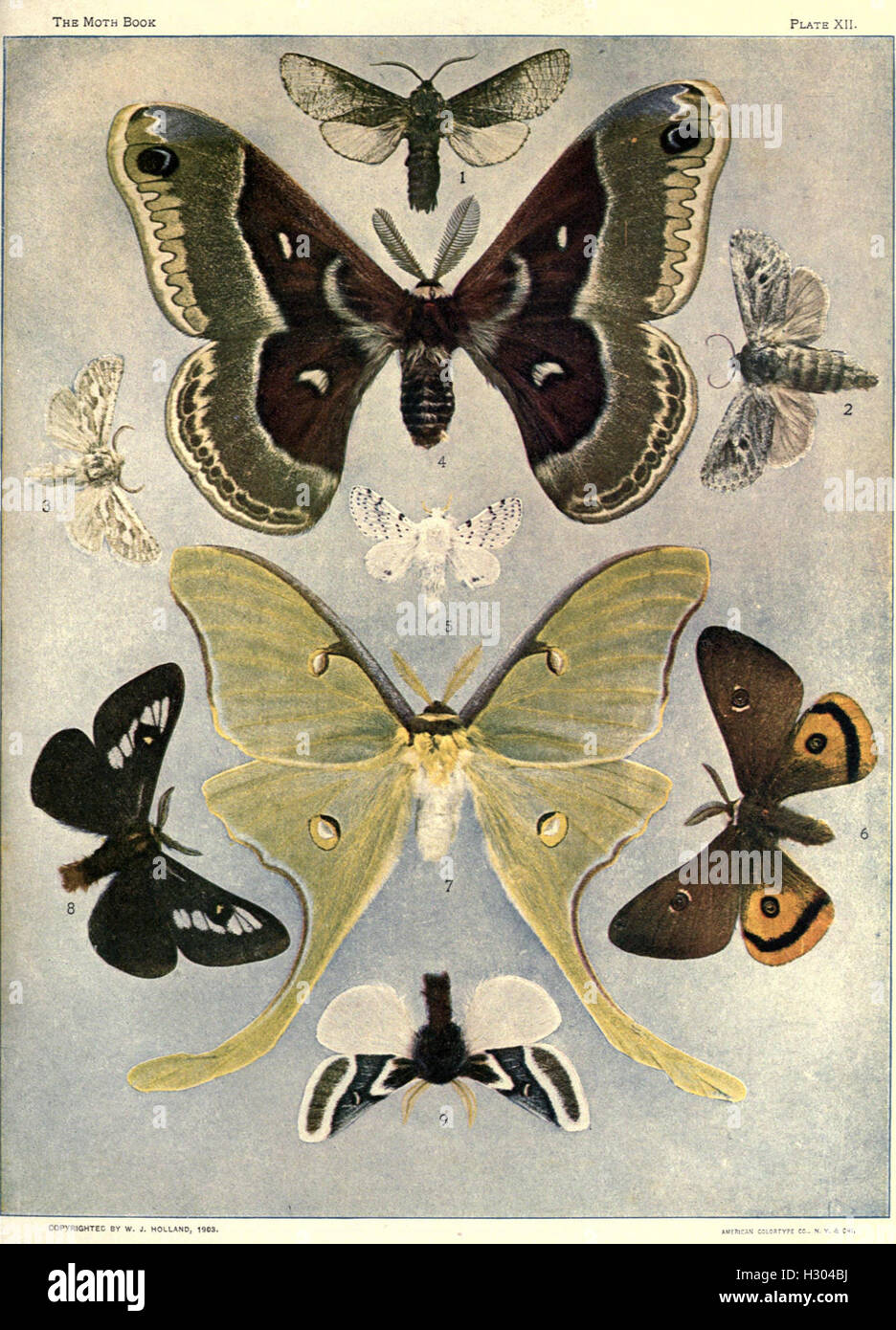 This work presents a detailed study of moths, with a specific focus on ...