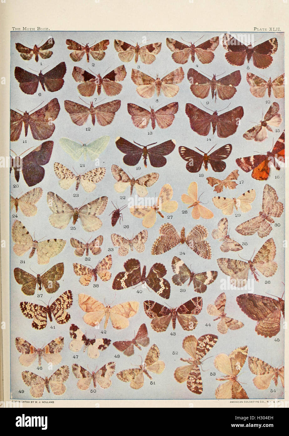 This book offers a detailed study of various moth species, focusing on ...