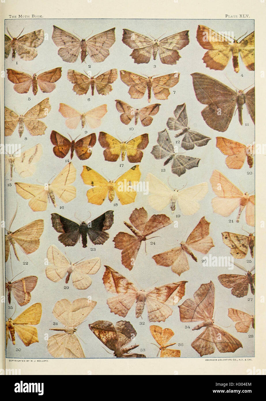 The moth book BHL170 Stock Photo - Alamy