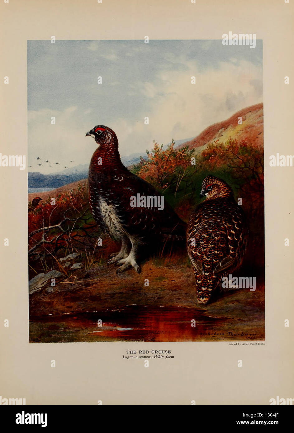 The natural history of British game birds BHL484 Stock Photo Alamy