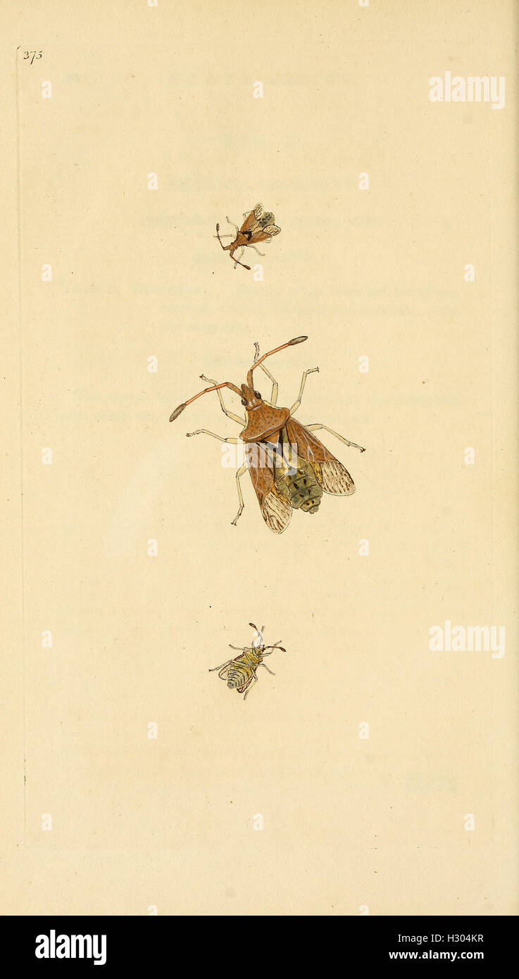 Brit Insect This plate from 'The Natural History of British Insects' provides ...