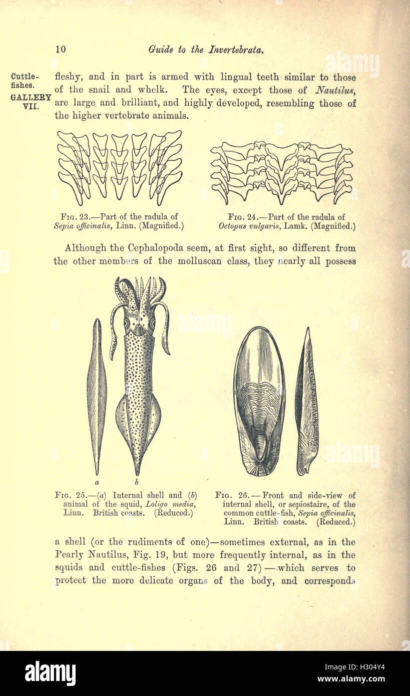 A guide to the fossil invertebrates and plants in the Department of