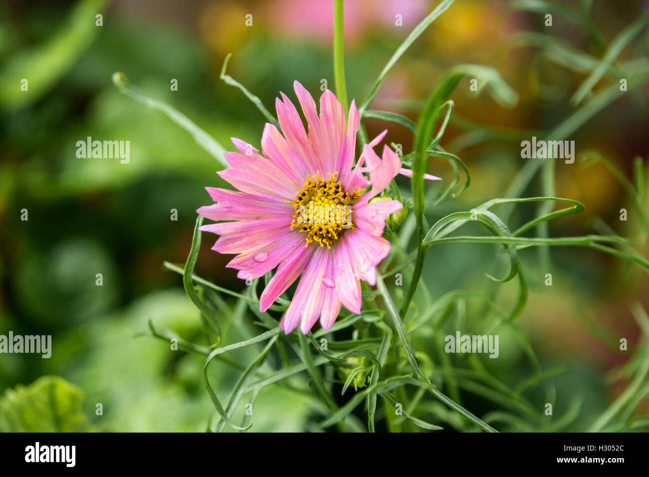Pink wild flower Stock Photo - Alamy