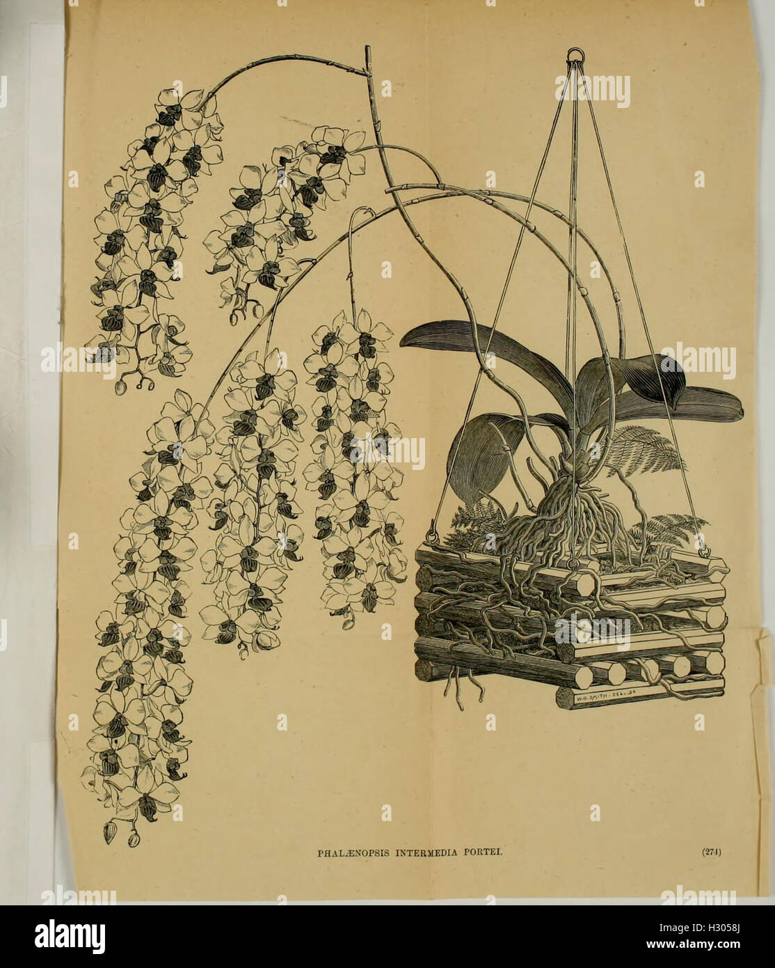 The orchidgrower's manual BHL150 Stock Photo Alamy