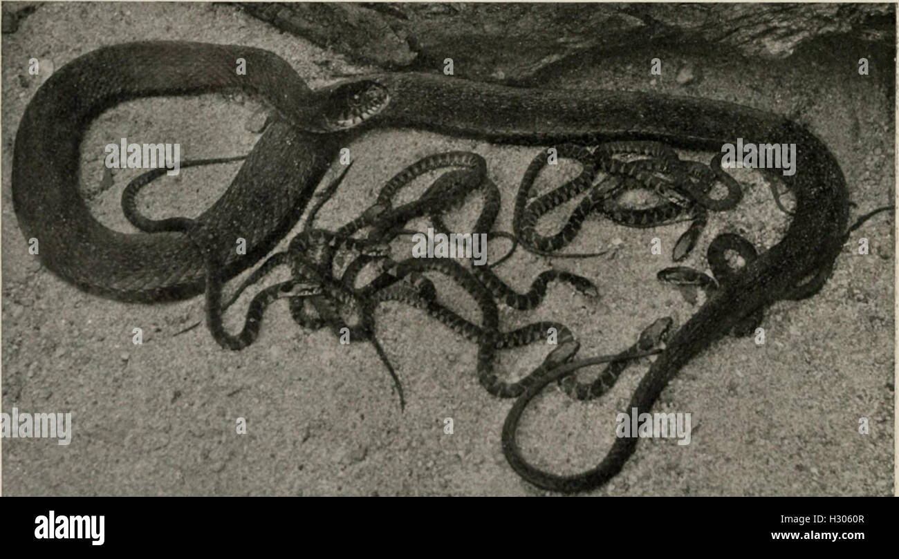 This comprehensive guide covers the anatomy, behavior, and habitats of ...