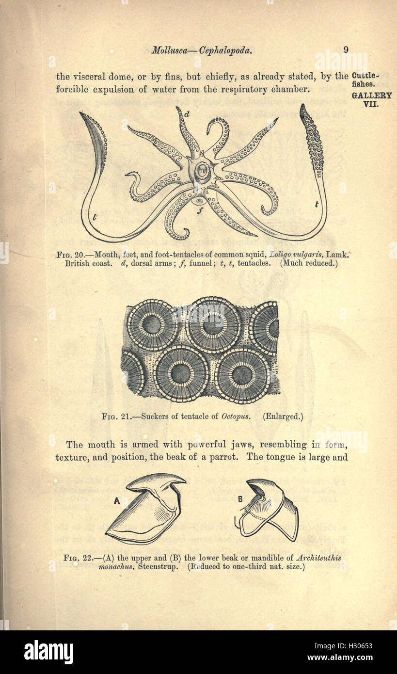 A Guide To The Fossil Invertebrates And Plants In The Department Of ...