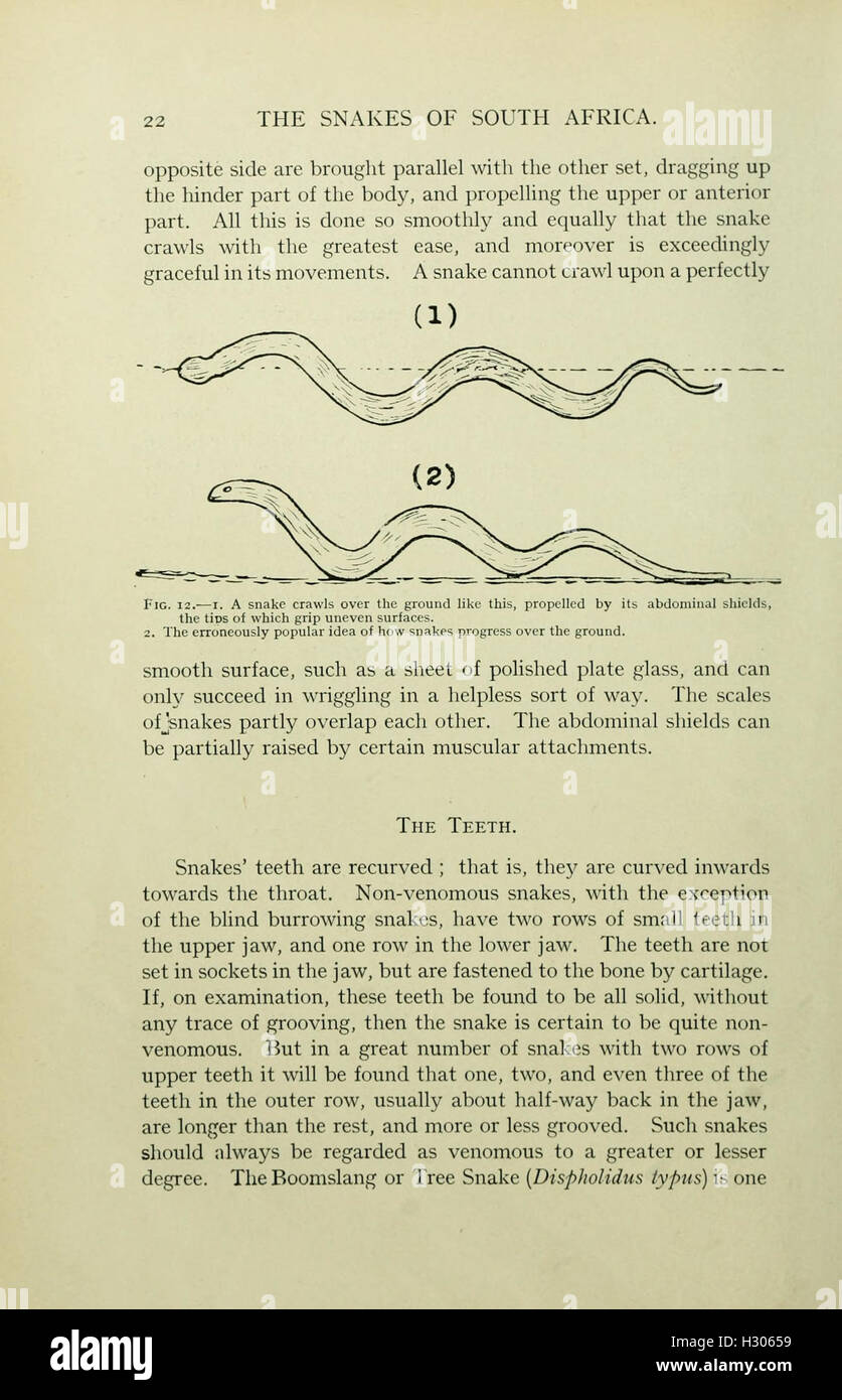 Snake Description A comprehensive guide to the snakes of South Africa, with detailed ...