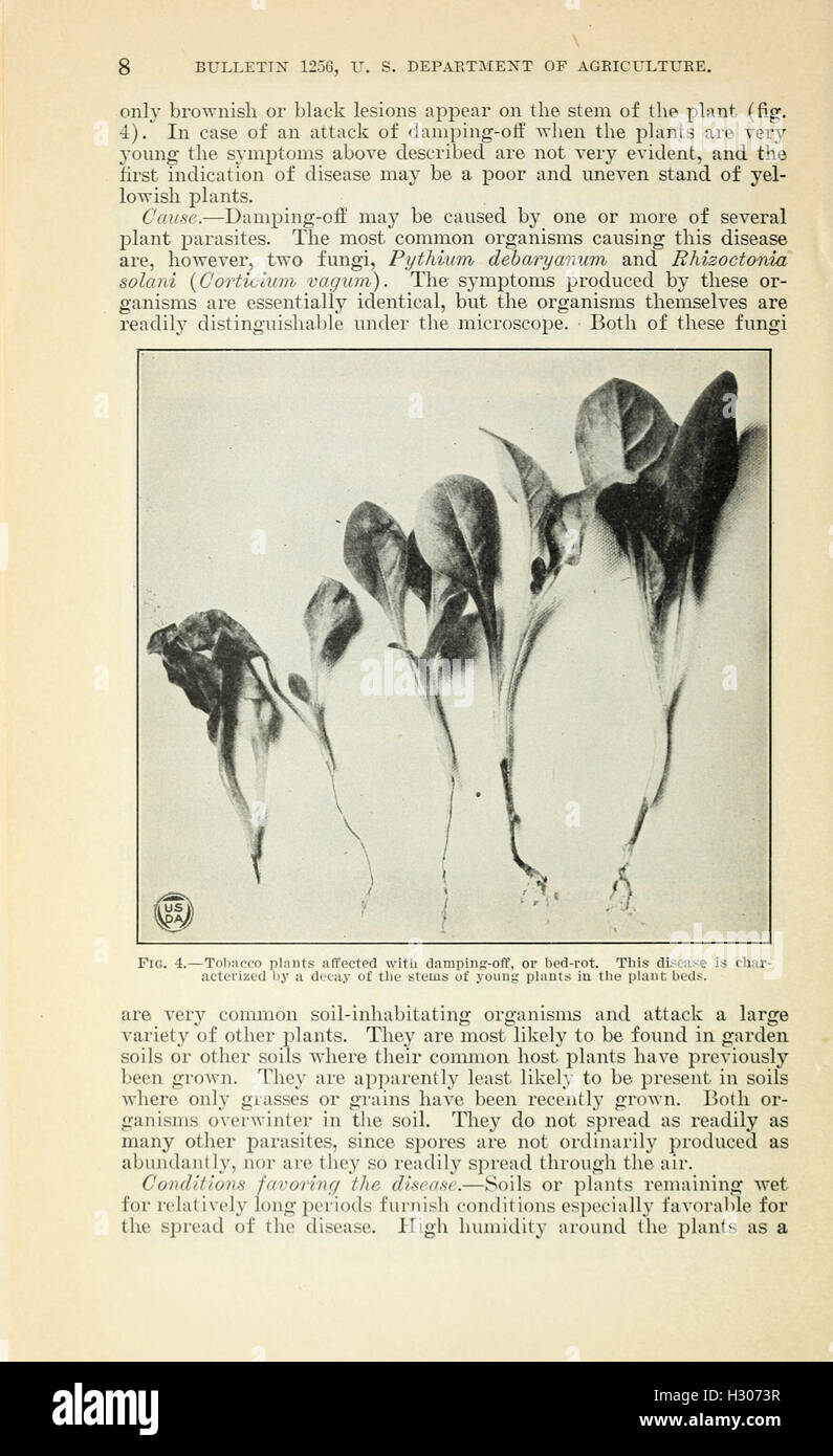 Tobacco diseases and their control (Page 8) BHL418 Stock Photo Alamy