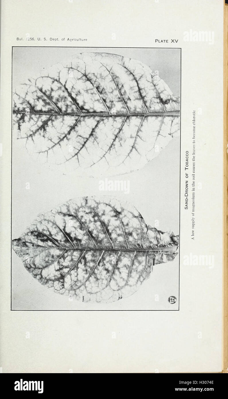 Tobacco diseases and their control BHL418 Stock Photo Alamy