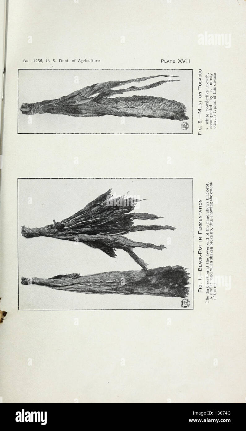 Tobacco diseases and their control BHL418 Stock Photo Alamy