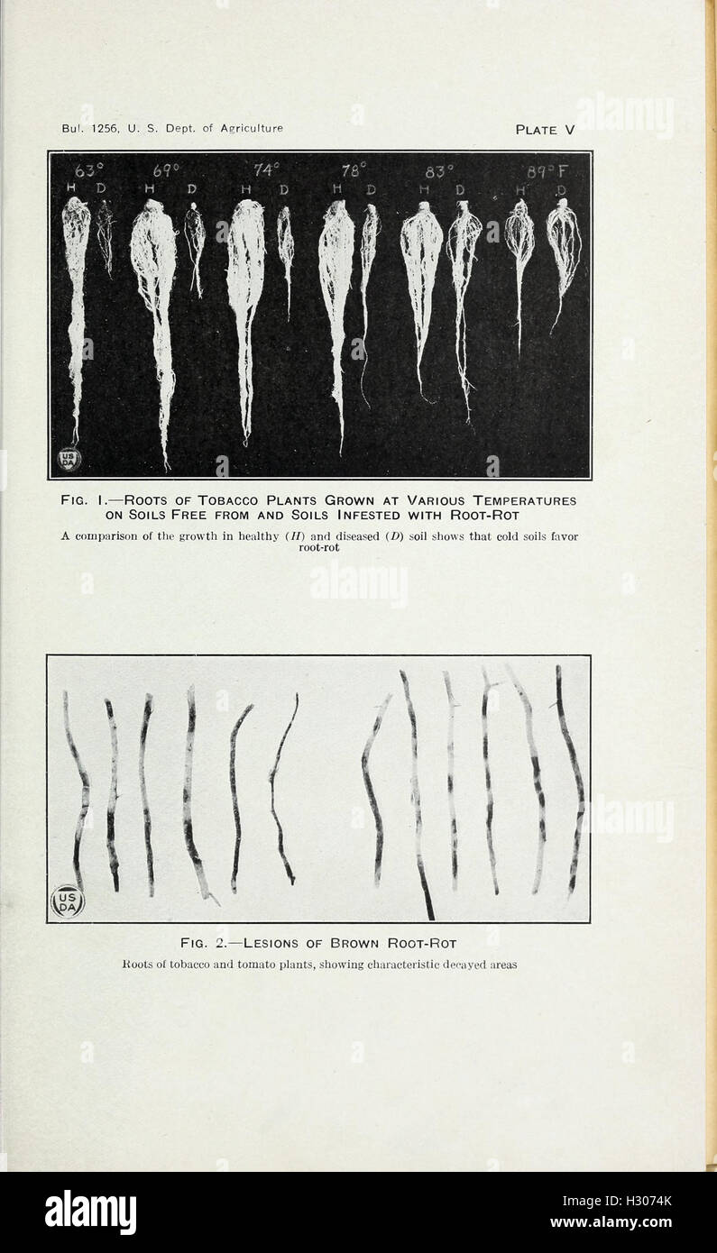 Tobacco diseases and their control BHL418 Stock Photo Alamy