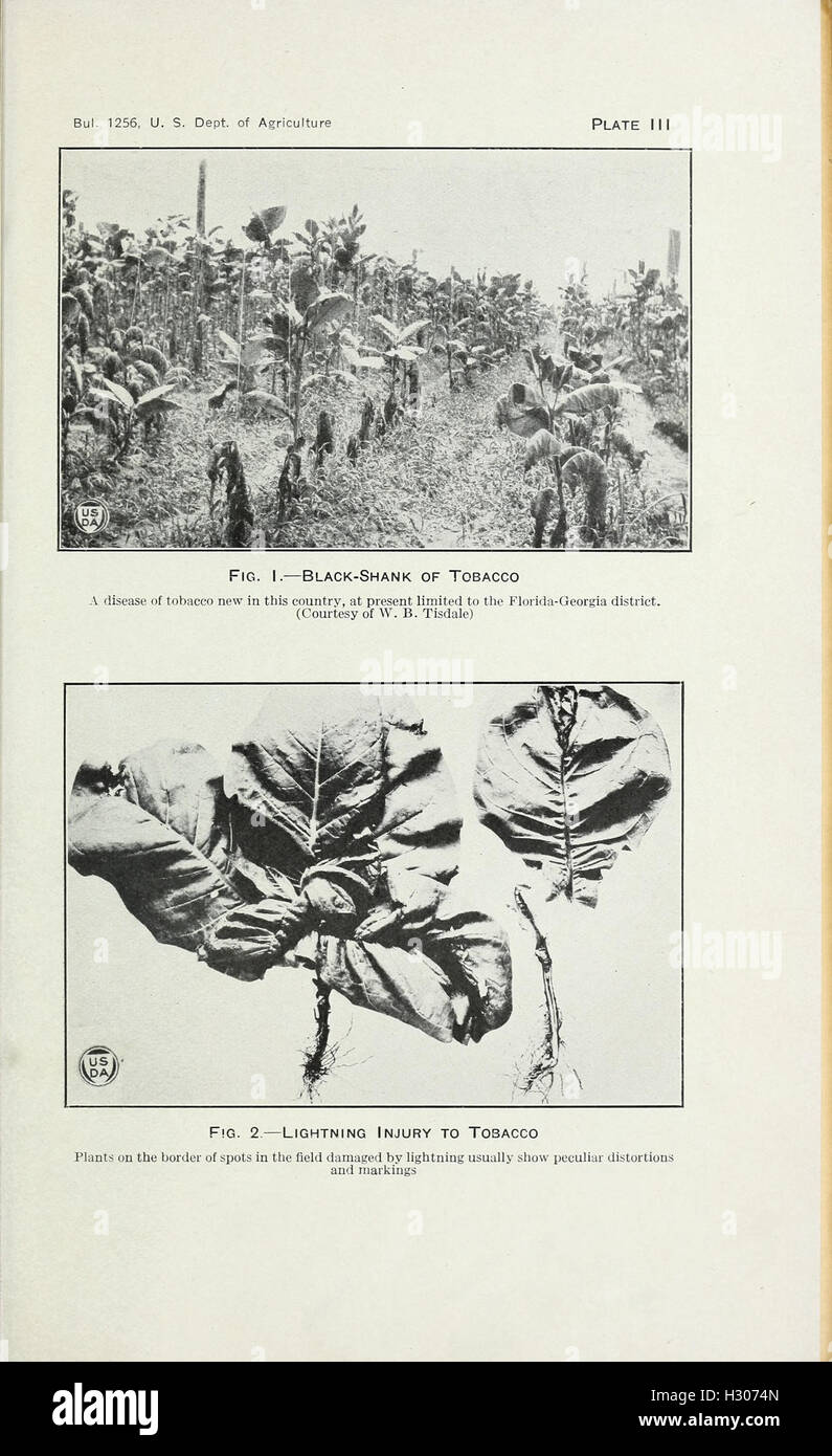 Tobacco diseases and their control BHL418 Stock Photo Alamy