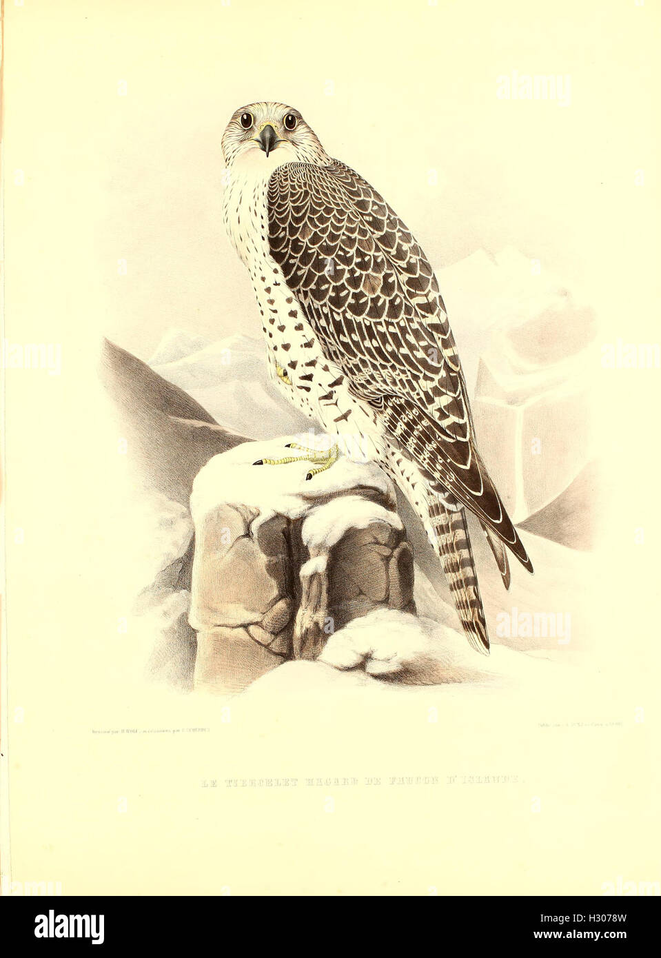This work provides an in-depth look at falconry, discussing the history ...