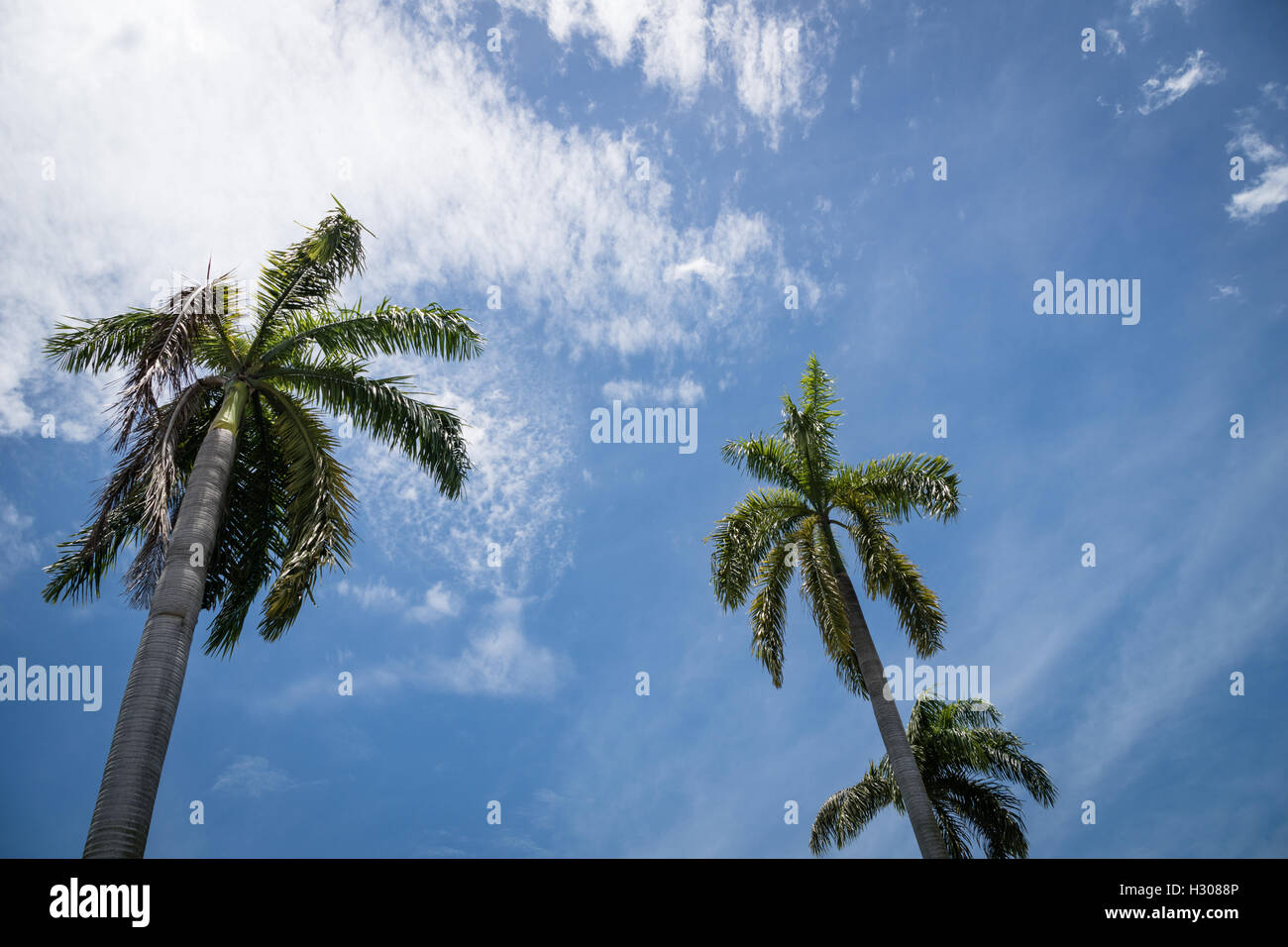 Palm trees against the blue sky background with clouds Stock Photo - Alamy
