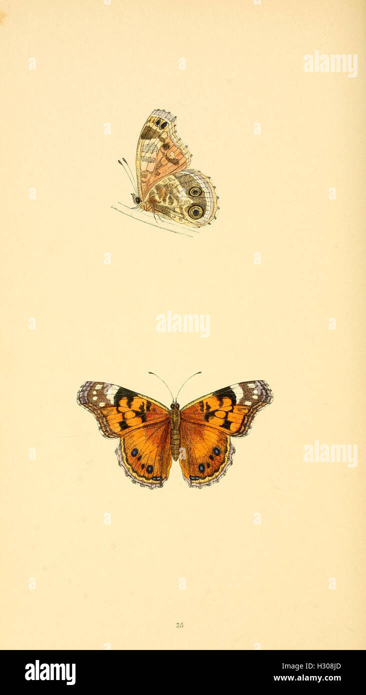 A historical account of British butterflies, focusing on species