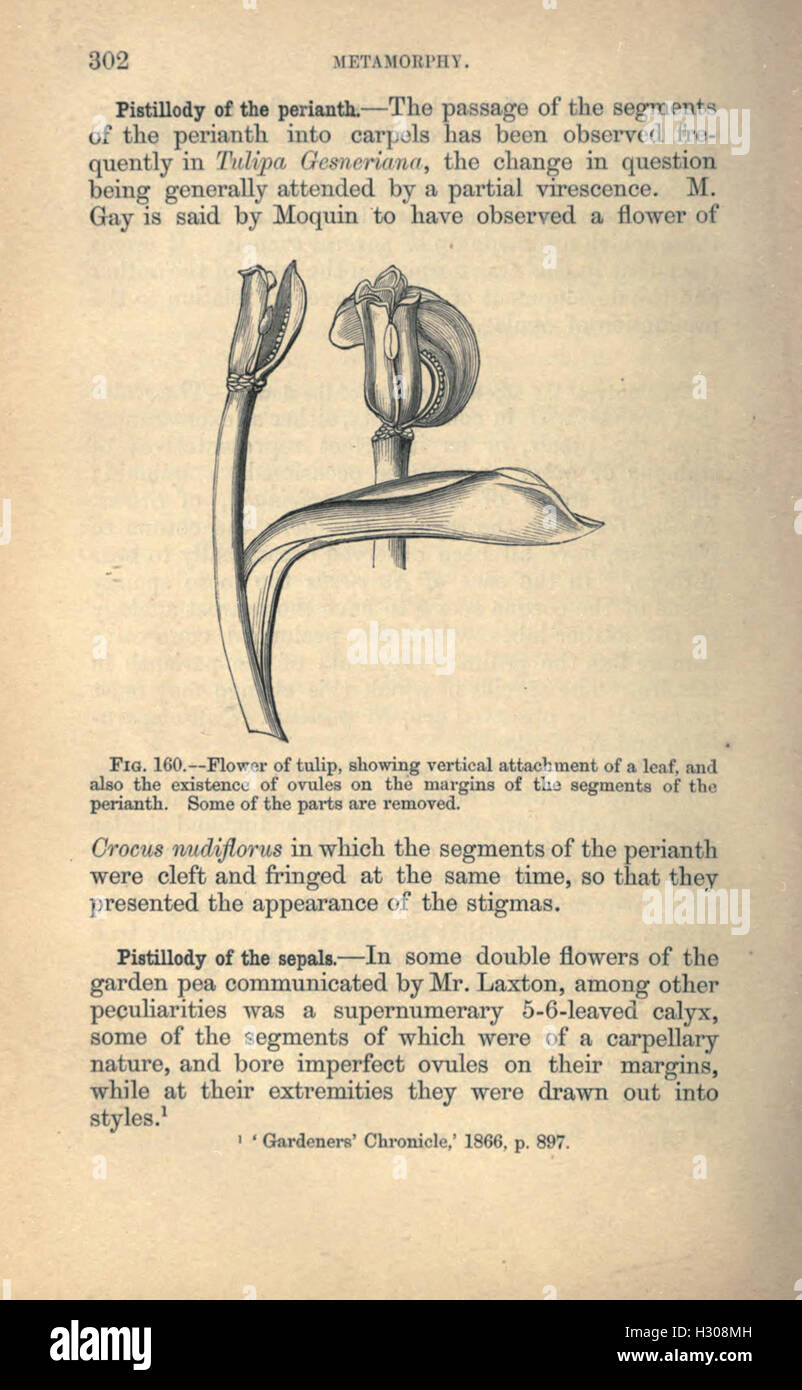 Page 302 discusses vegetable teratology, focusing on the study of ...