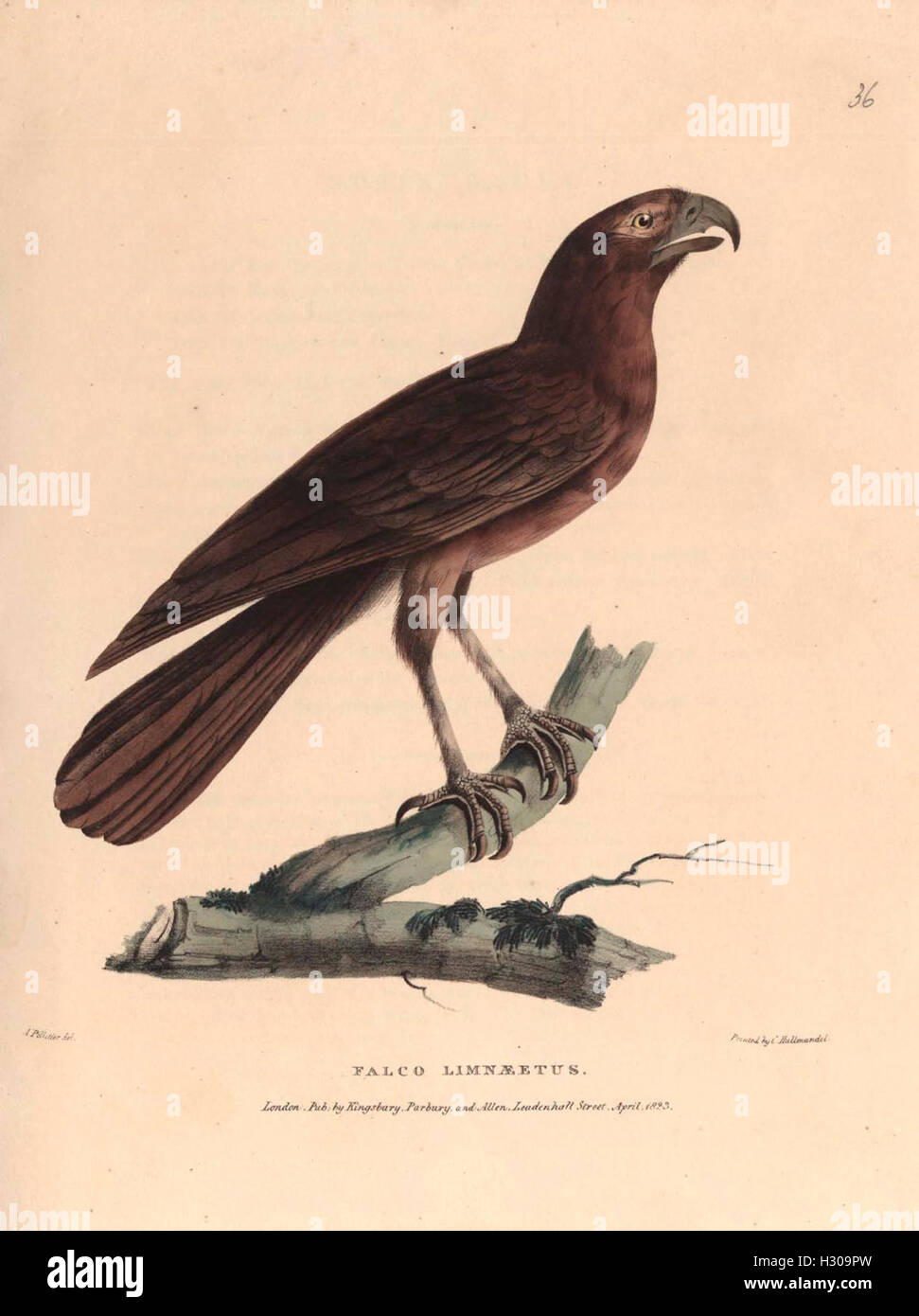 This research focuses on the zoology of Java and its neighboring ...