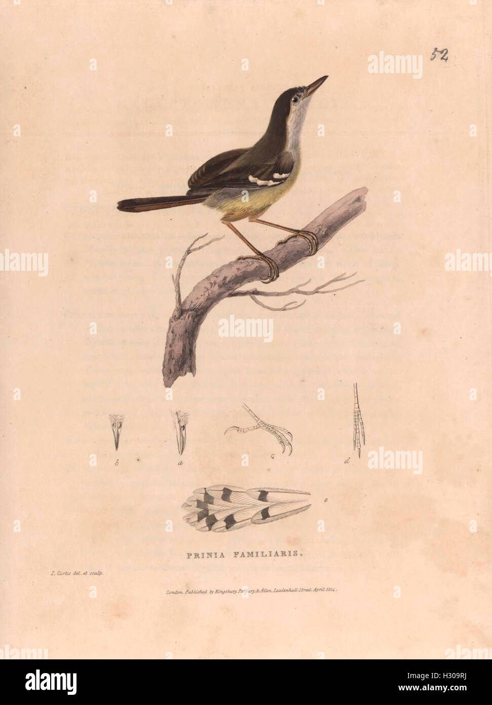 A zoological study focusing on the animals of Java and surrounding ...