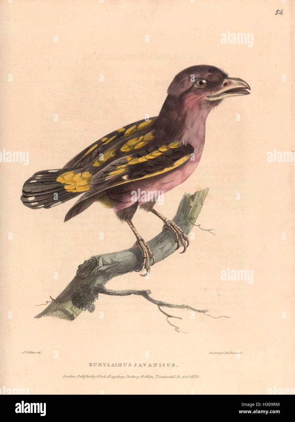 A zoological study of the animal life in Java and surrounding islands ...
